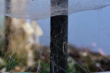 14 October 2021 - 10-07-54

----------
Spider's web in Devon